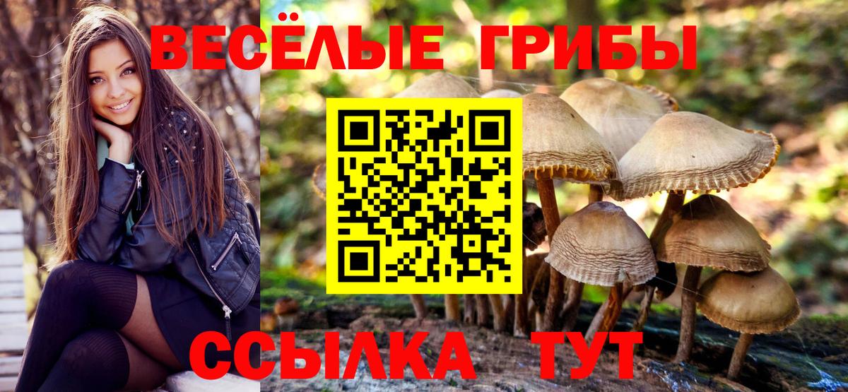 Урус-Мартан  Псилоцибиновые грибы Cubensis  Вход с VPN 